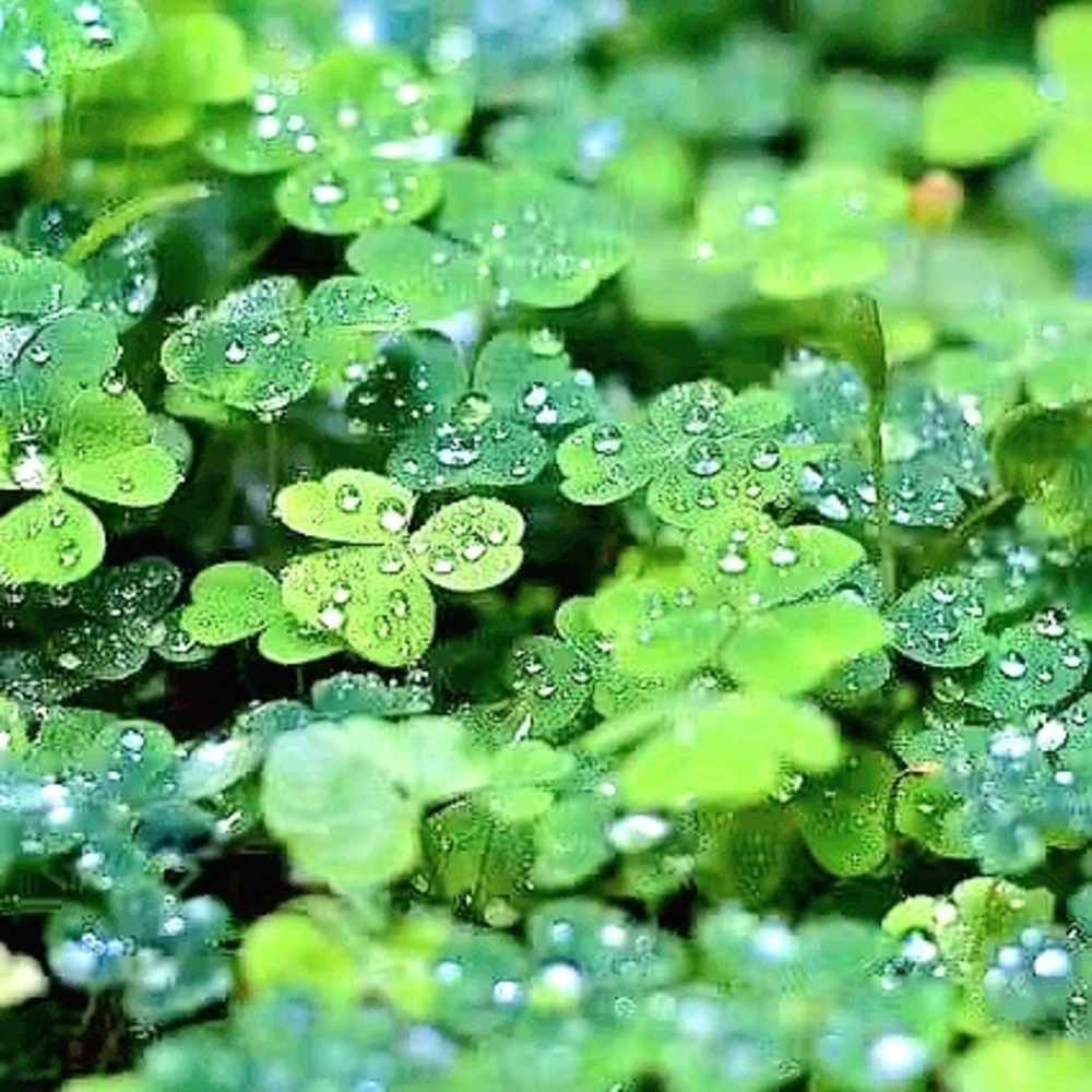 🍀🐞🌈 Lucky Finds Gifts 🍀🐞🌈